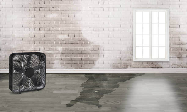 Best Flood restoration services  in Westchase, FL