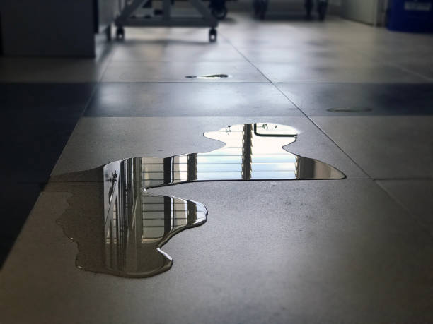 Best Water damage repair service  in Westchase, FL